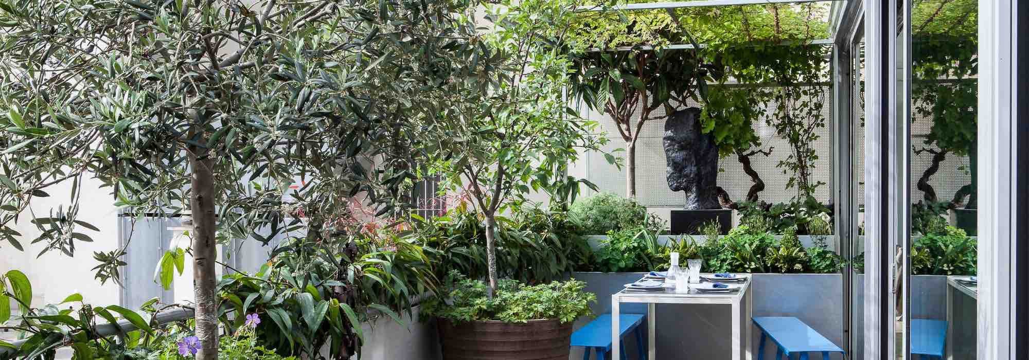 7 árvores para cultivar em vaso num terraço ou numa varanda