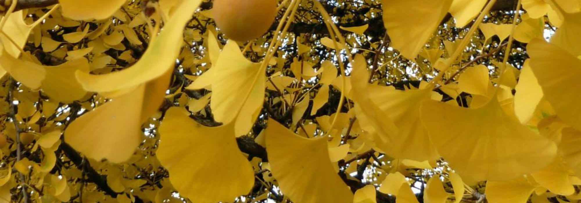 Árvores urbanas: as melhores variedades
