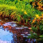 Fazer a manutenção de um lago de jardim no outono