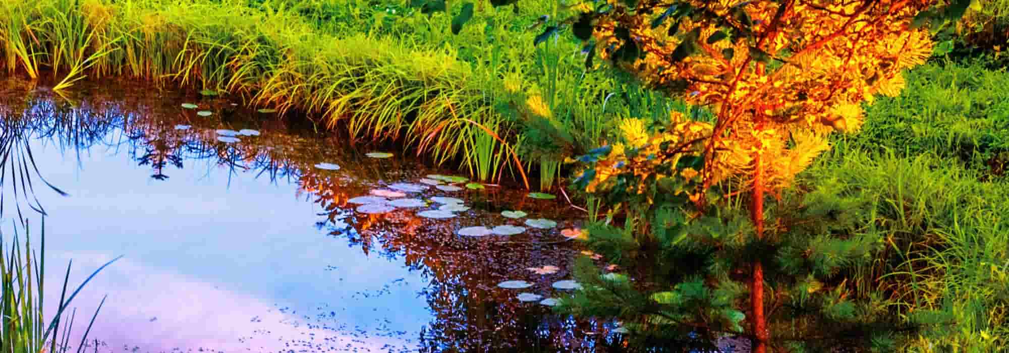 Fazer a manutenção de um lago de jardim no outono