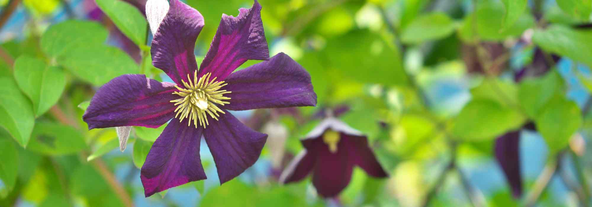 Porque é que a minha clematite não floresce?