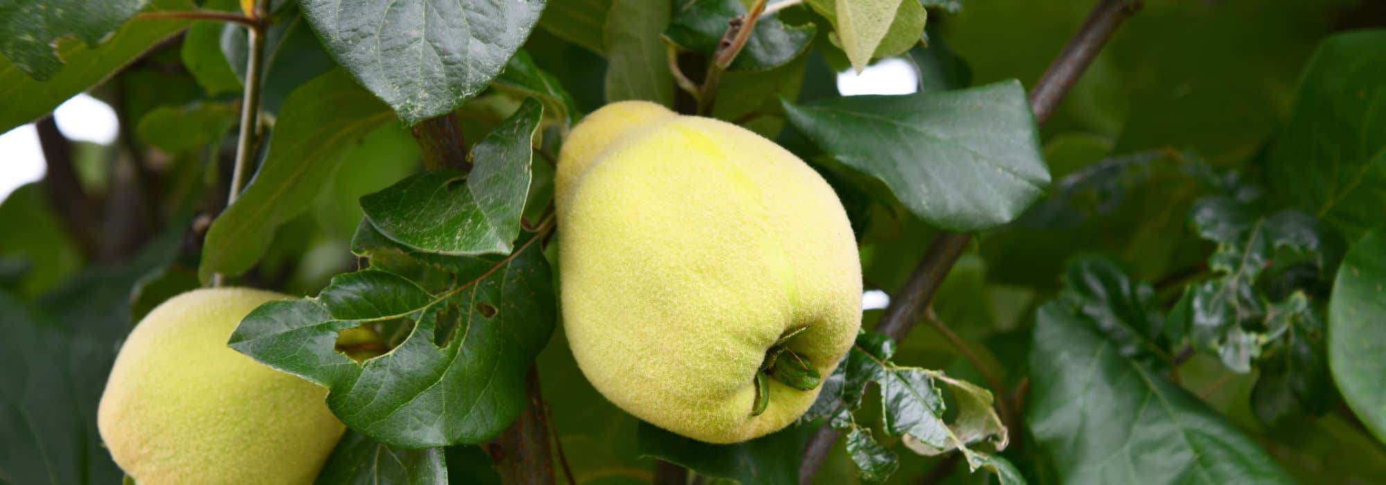 Marmeleiro, árvore de marmelos: como escolher a variedade certa?