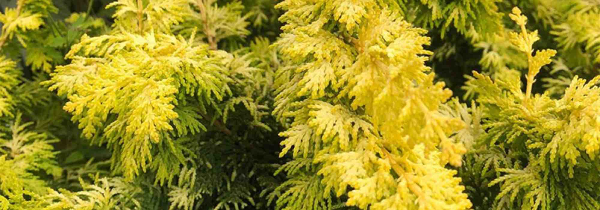 7 coníferas douradas para plantar num jardim de rochas