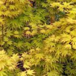 Que bordos-japoneses se podem cultivar em vaso?