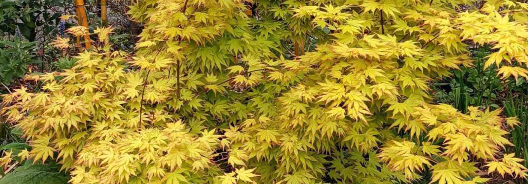 Que bordos-japoneses se podem cultivar em vaso?