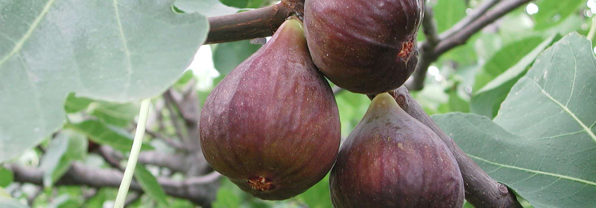 Porque é que a minha figueira não dá frutos?