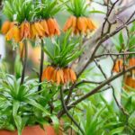 Cultivar coroas-imperiais em vaso