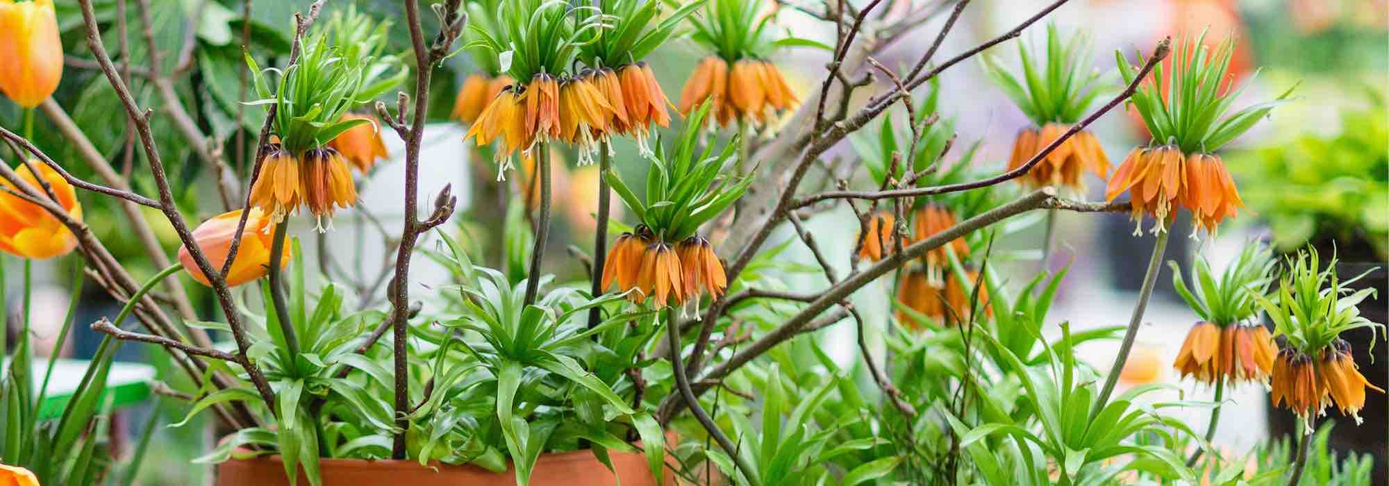 Cultivar coroas-imperiais em vaso