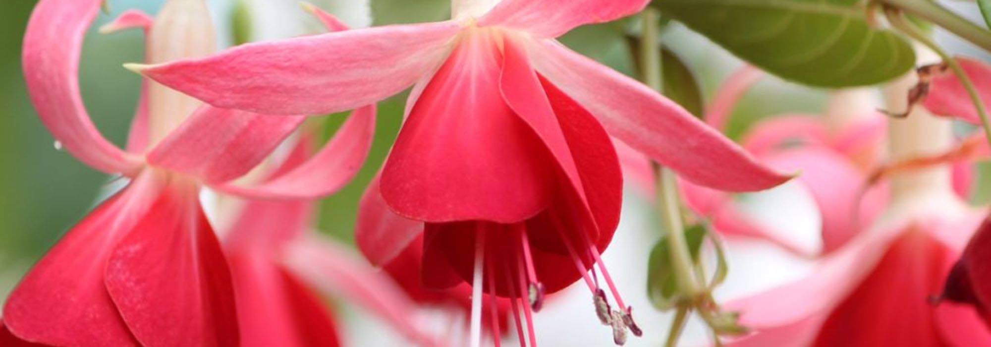 Fúcsia: as melhores variedades para cultivar em vaso