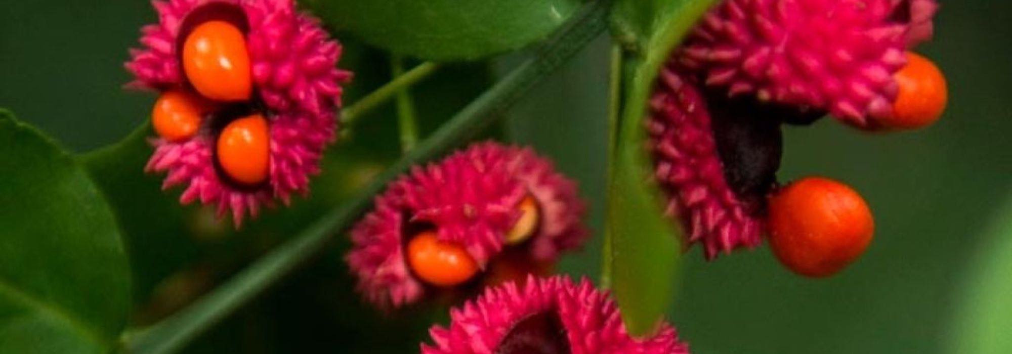 7 evónimos com frutos ornamentais