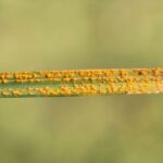 Doenças e pragas das gramíneas ornamentais