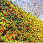 9 arbustos de sebe com frutos decorativos