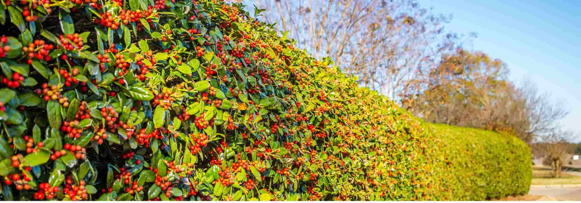 9 arbustos de sebe com frutos decorativos