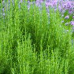 Plantas mediterrânicas: como cultivá-las no norte?