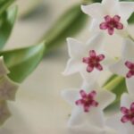 Como cultivar uma flor-de-cera?