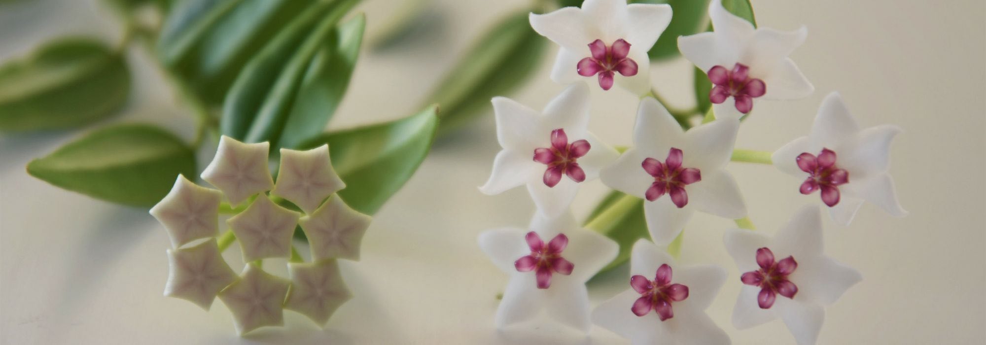 Como cultivar uma flor-de-cera?
