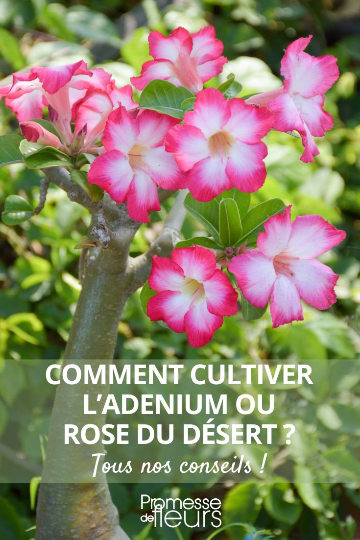 Plantar e cuidar da rosa-do-deserto