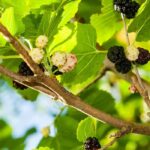 9 árvores de fruto ornamentais