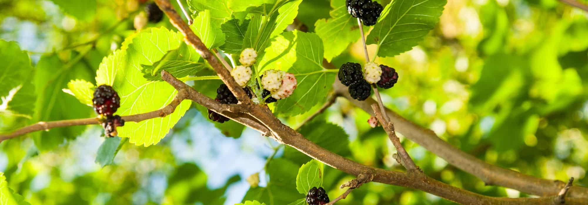 9 árvores de fruto ornamentais