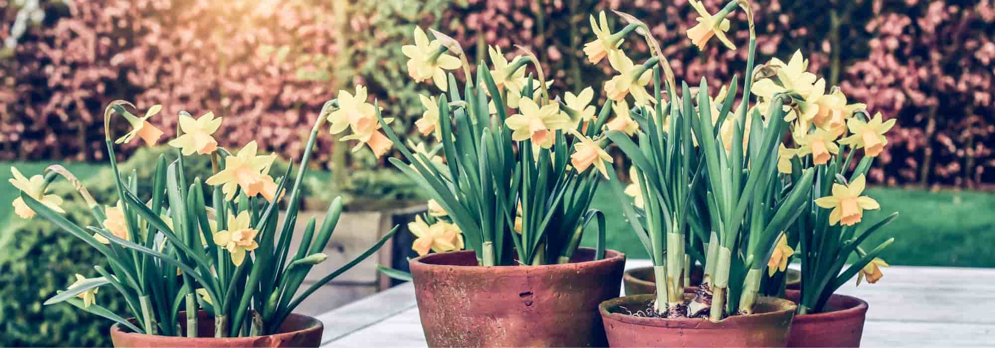 Plantar e cuidar de bolbos de narciso em vaso