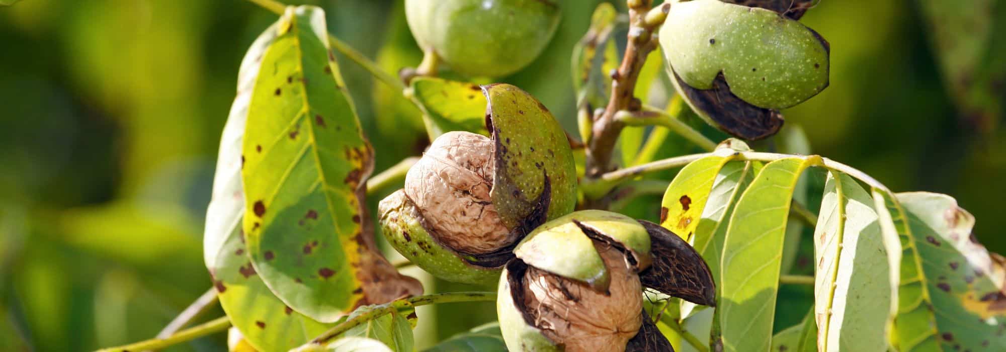 Porque é que a minha nogueira-europeia não dá frutos?
