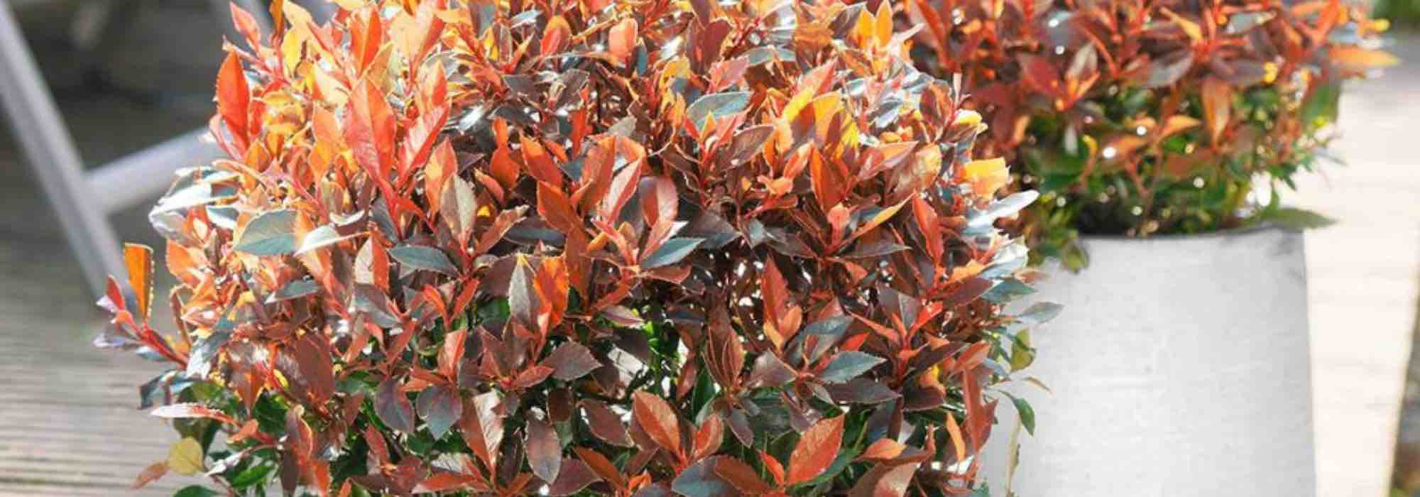 Cultivar uma fotínia em vaso