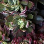 Exóticas e fáceis: descubra as plantas suculentas em roseta
