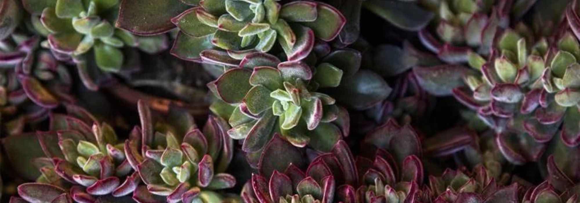 Exóticas e fáceis: descubra as plantas suculentas em roseta