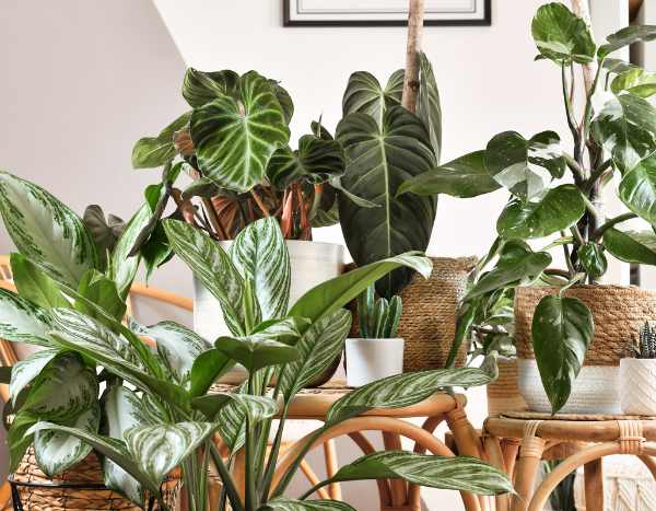 Plantas verdes naturalmente depurativas