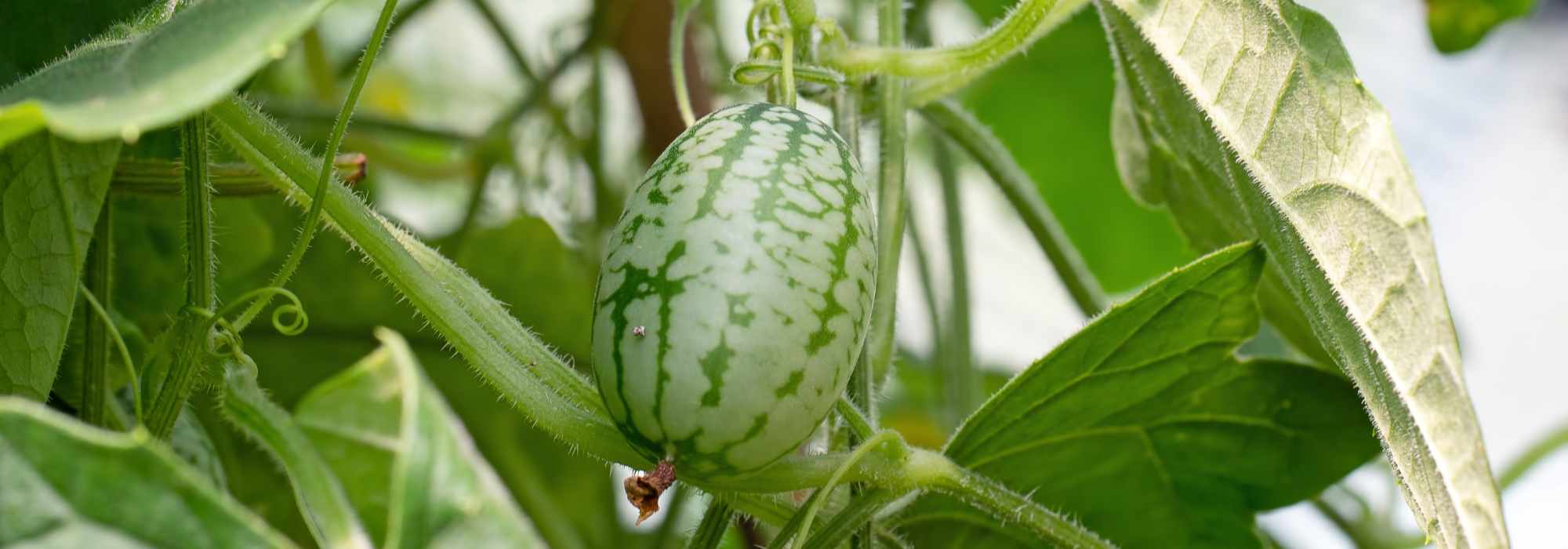 Horta de curiosidades: 7 plantas surpreendentes para descobrir