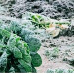 Horta: faça reservas de legumes para o inverno