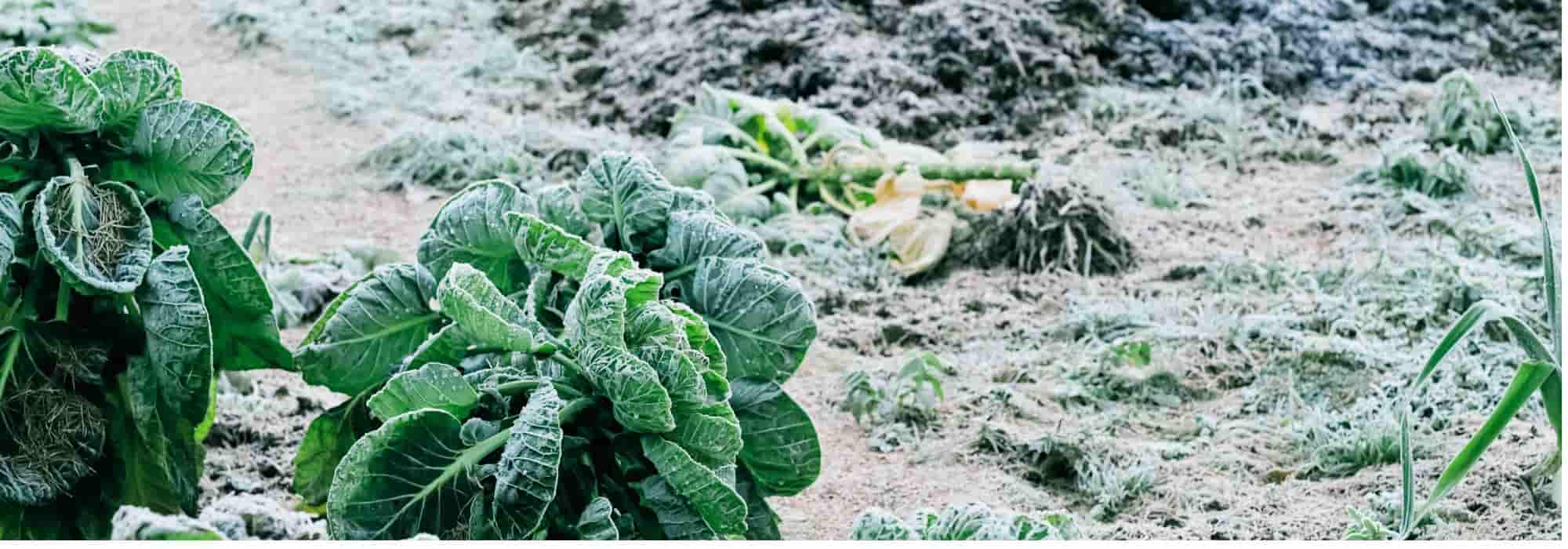 Horta: faça reservas de legumes para o inverno