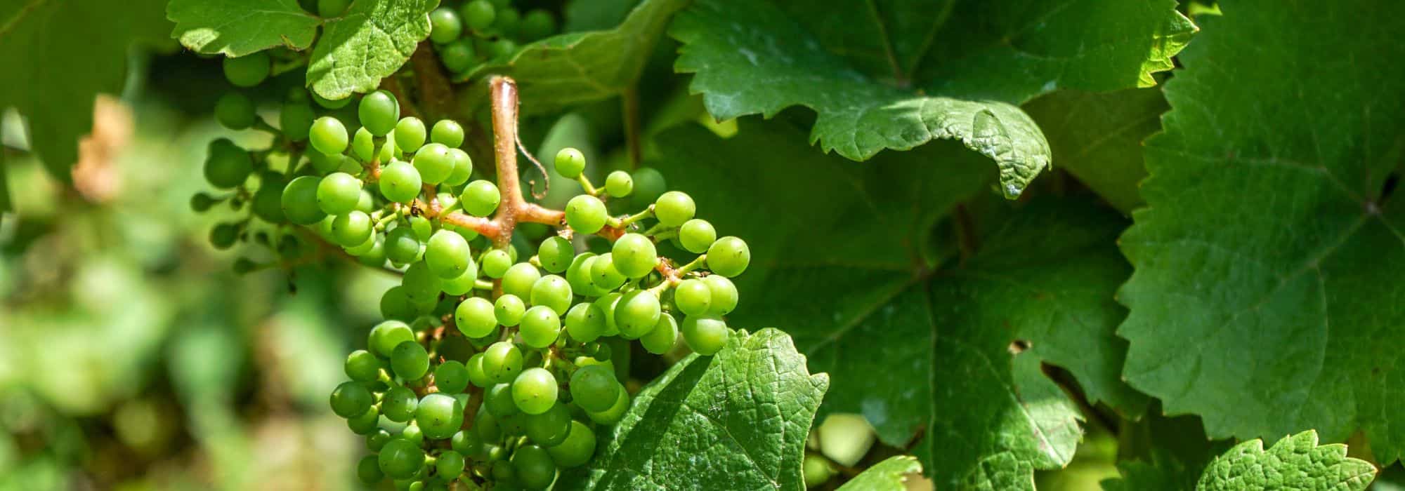 Porque é que a minha videira não dá uvas?
