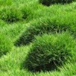A grama-coreana (Zoysia tenuifolia): plantação, cultivo e manutenção