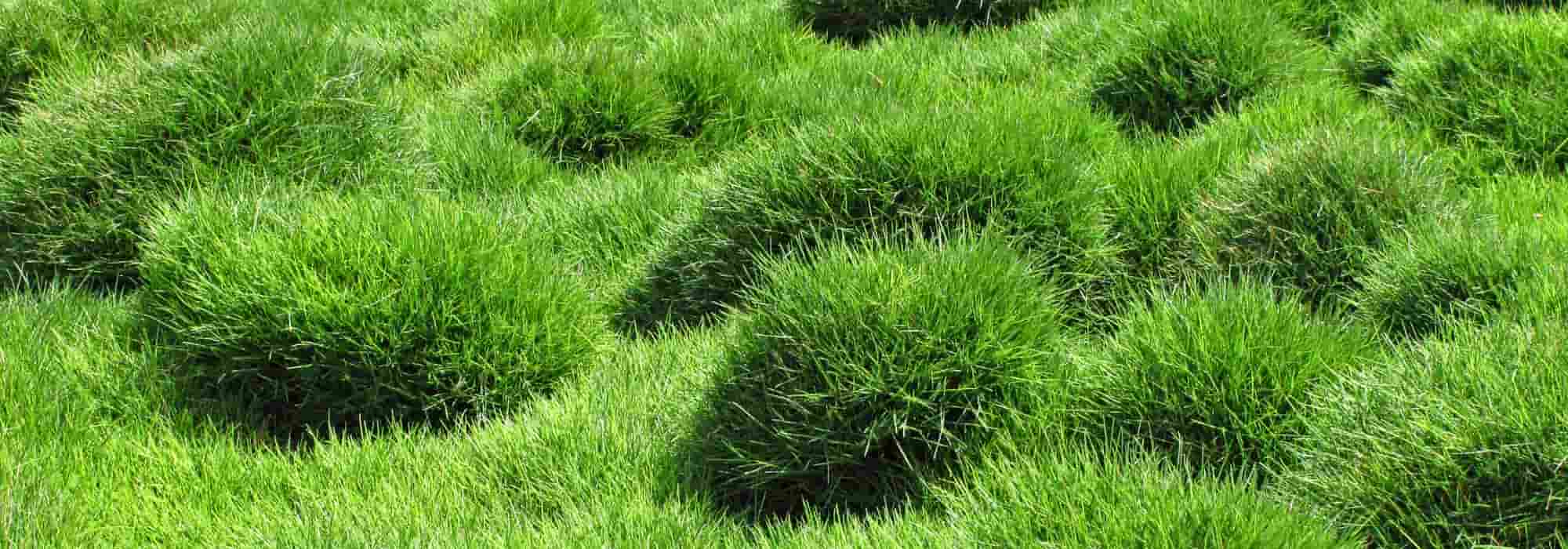 A grama-coreana (Zoysia tenuifolia): plantação, cultivo e manutenção