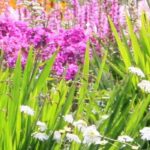 3, 5, 7, 9: Os números mágicos para um jardim de perenes bem-sucedido