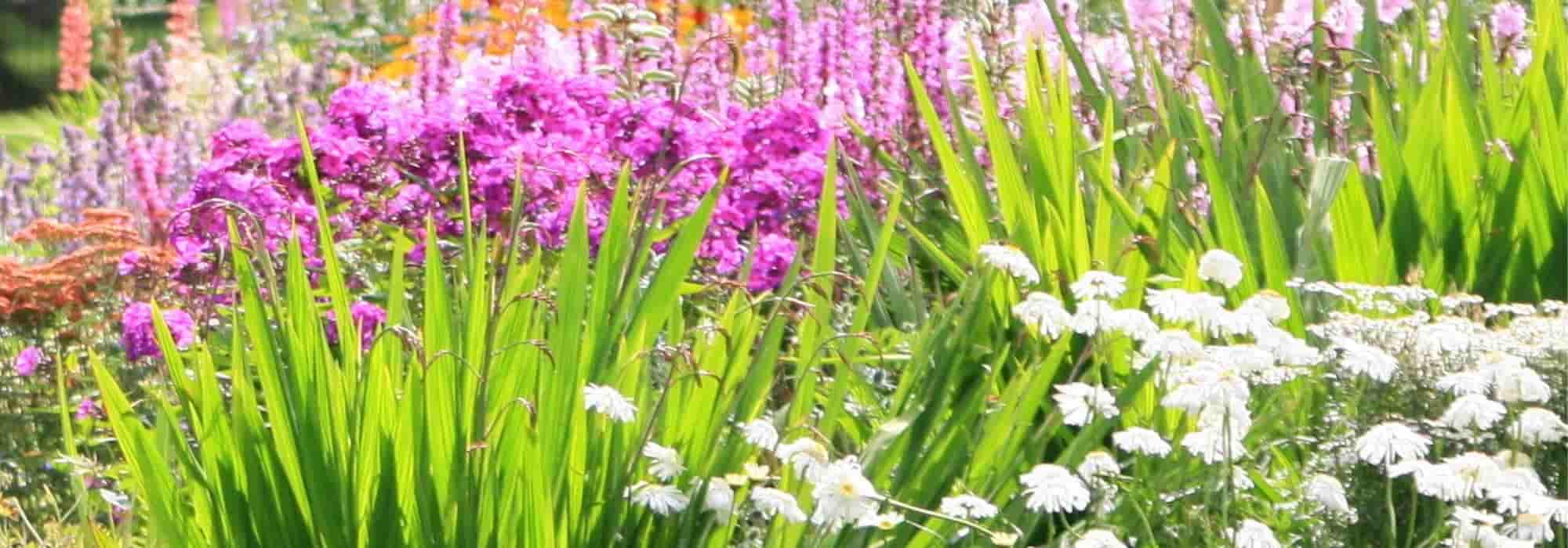 3, 5, 7, 9: Os números mágicos para um jardim de perenes bem-sucedido