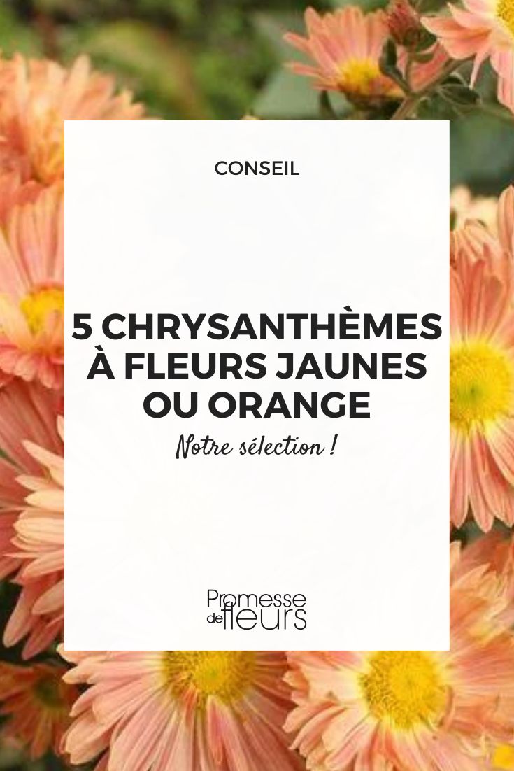 crisântemo 'Cottage Apricot'