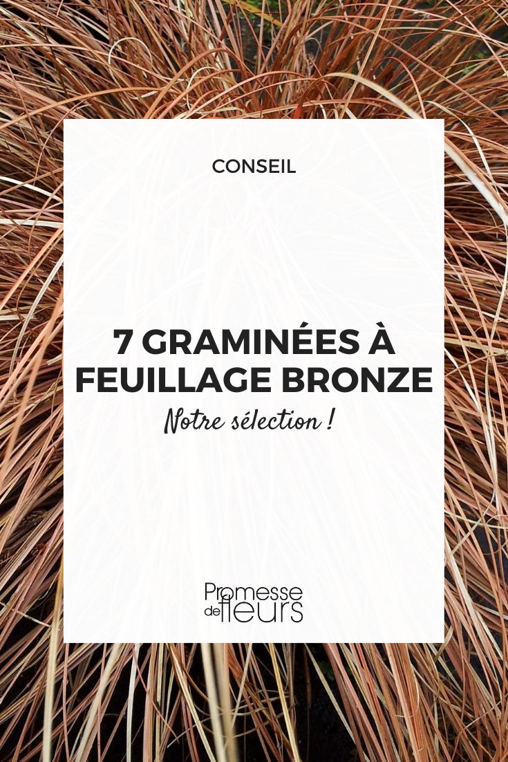 gramíneas e carriços de folhas acobreadas