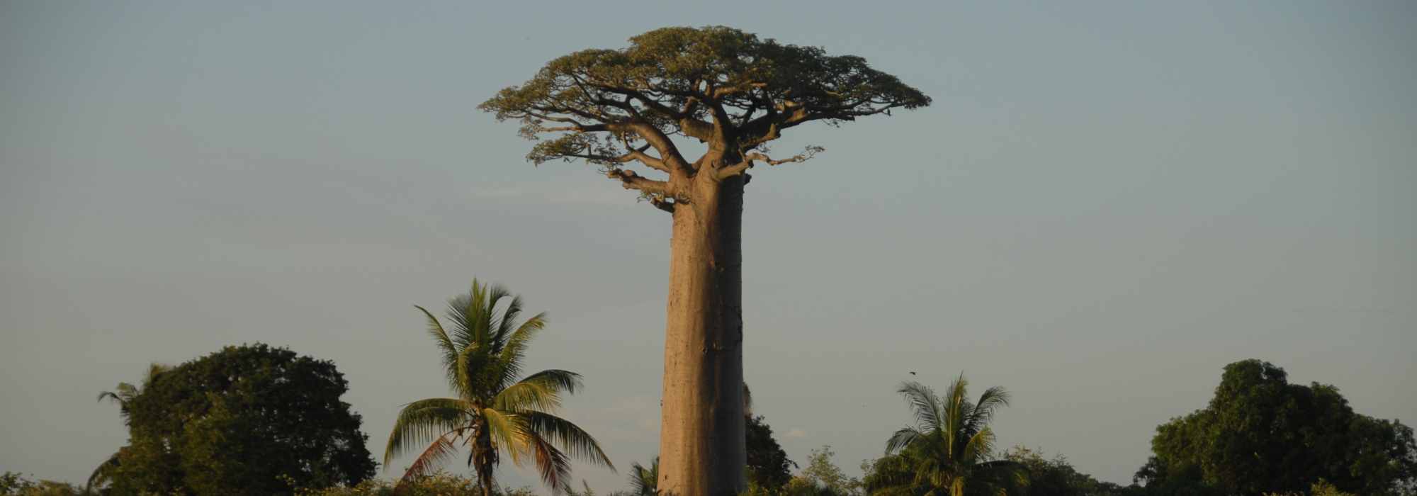 Adansonia - embondeiro: plantar e cultivar