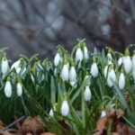5 bolbos com floração no início do inverno