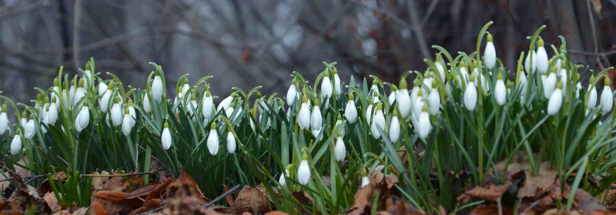 5 bolbos com floração no início do inverno
