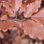 Escolher uma faia para o jardim