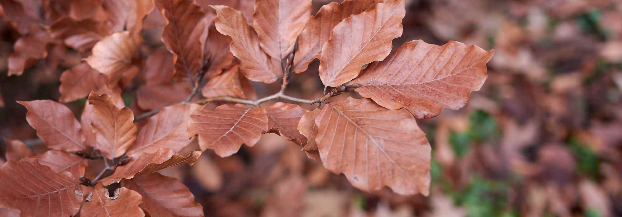 Escolher uma faia para o jardim