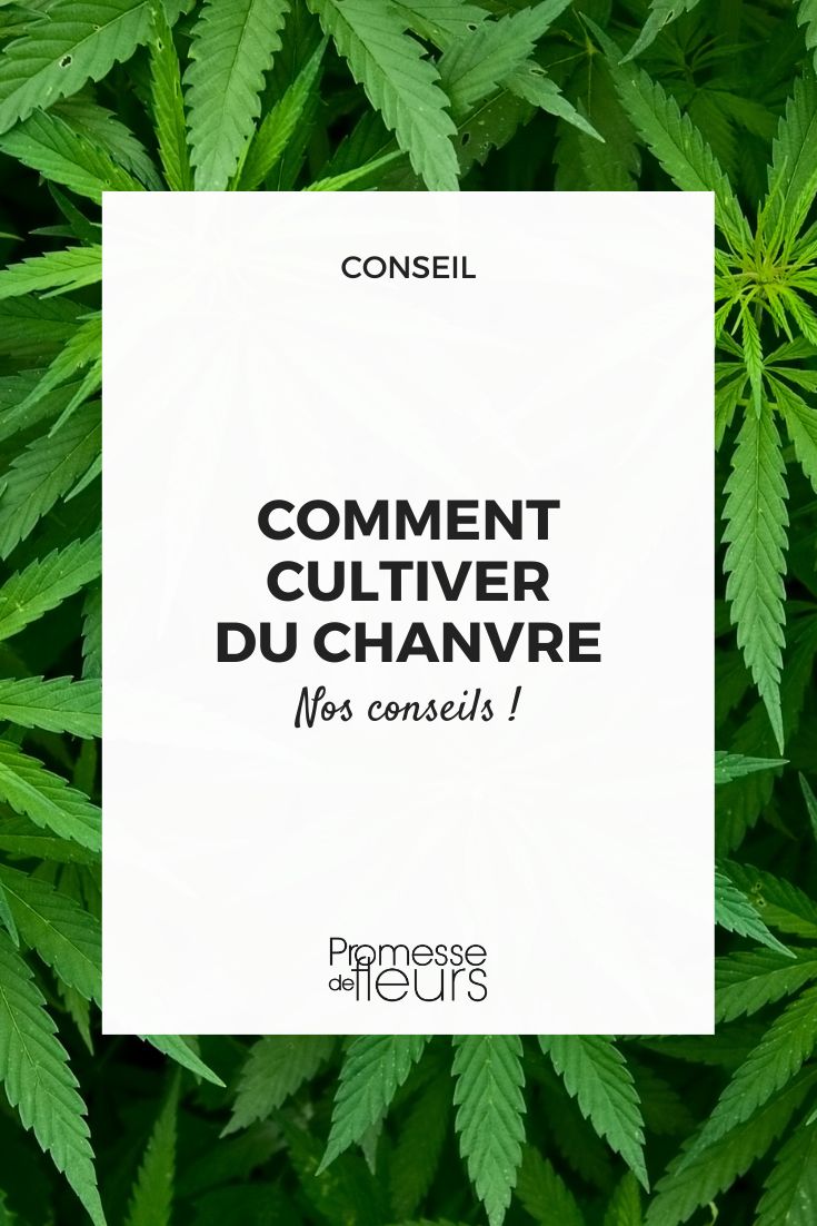 cultivo de Cannabis sativa