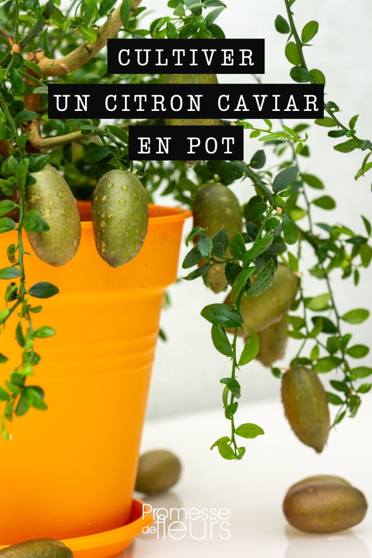 caviar-cítrico