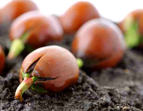 Como fazer germinar sementes de árvores?