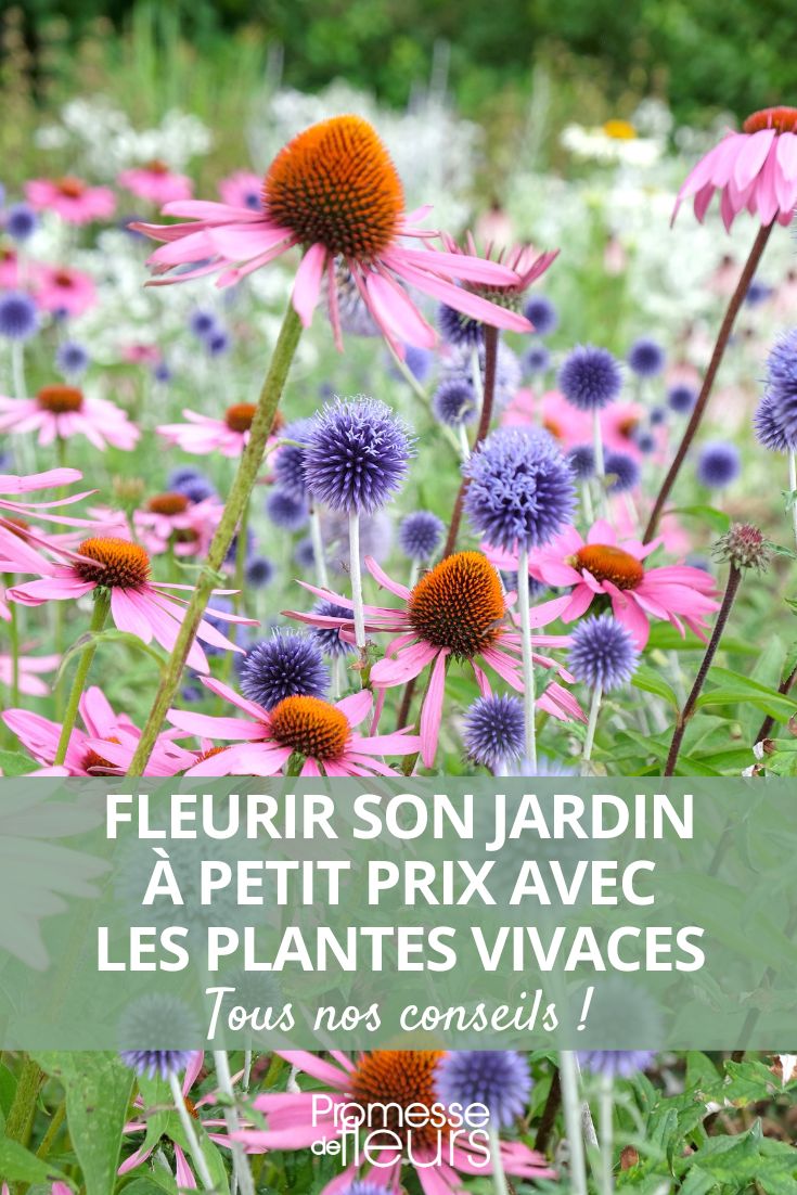 plantas perenes