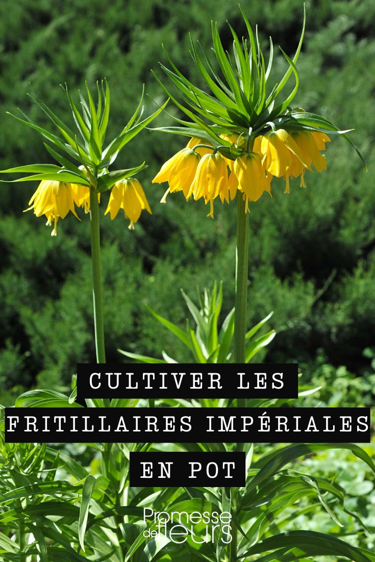 Cultivo da coroa-imperial