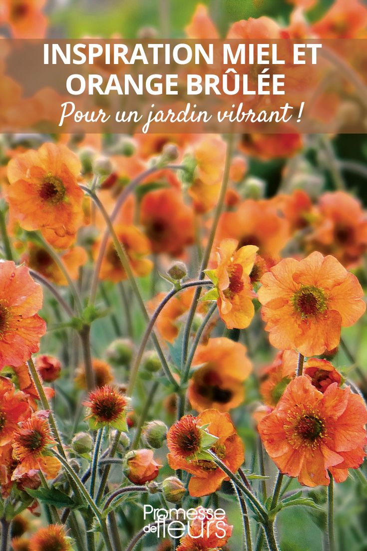 Tendência: tons laranja no jardim